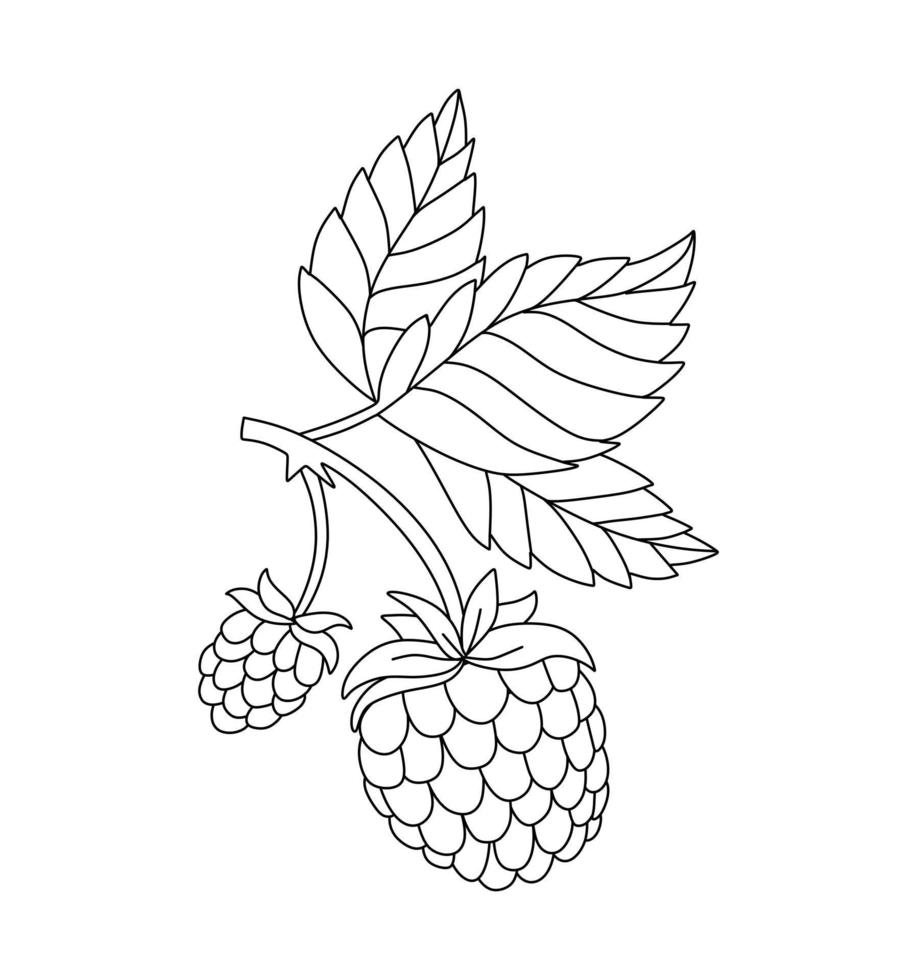 Raspberry doodle Vector illustration coloring book for Kids