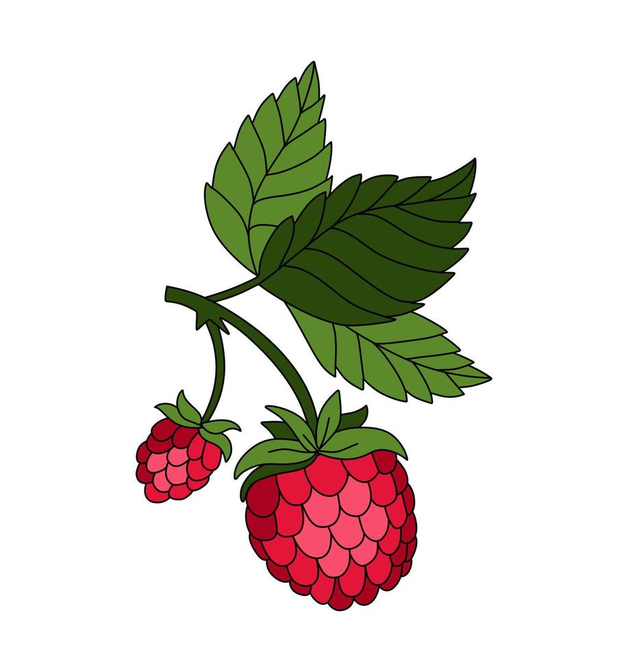 Raspberry doodle Vector illustration coloring book for Kids