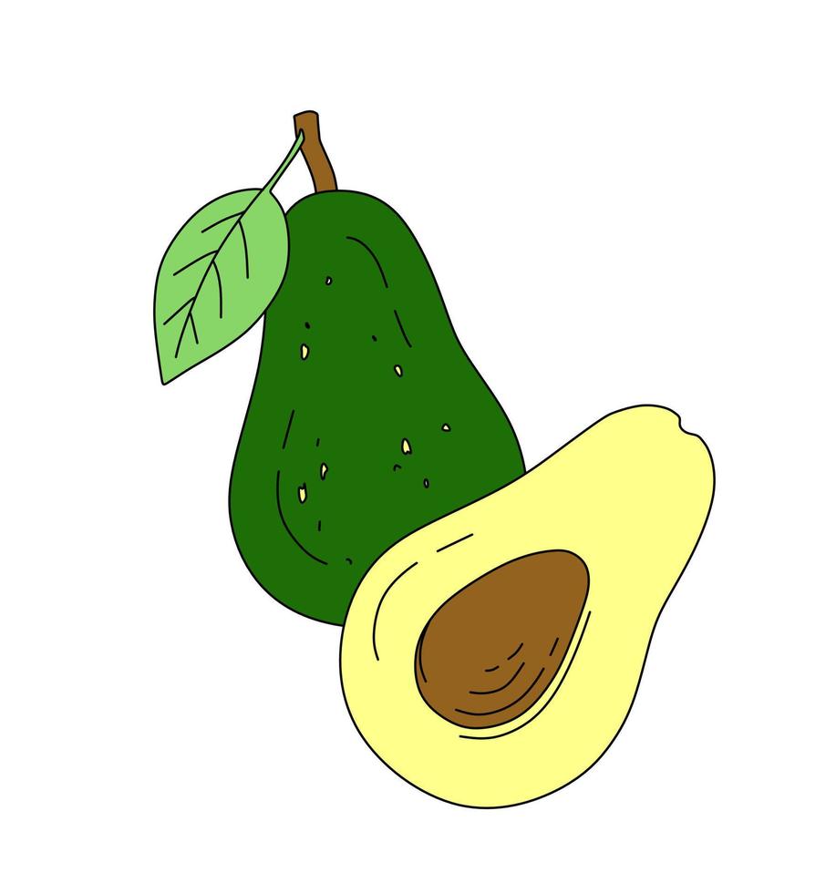 Avocado doodle Vector color illustration isolated on white background