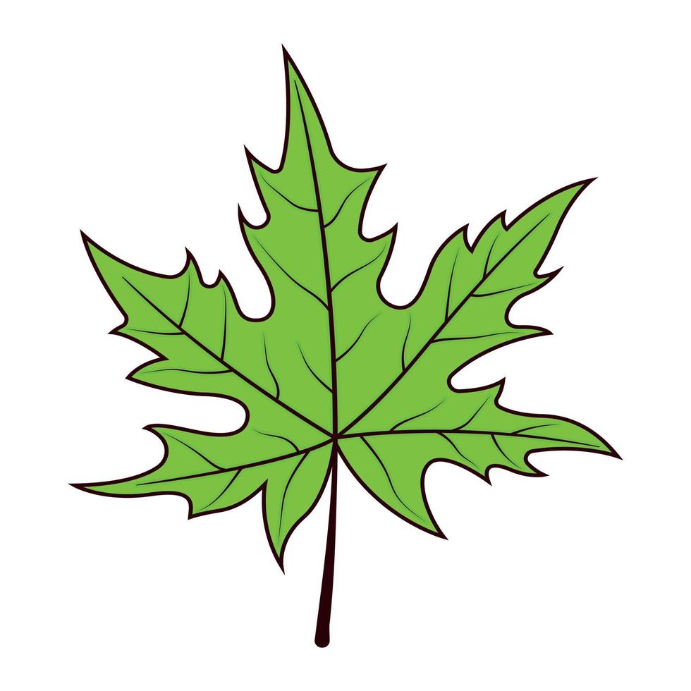 high quality maple leaf free vector, maple leaf vector