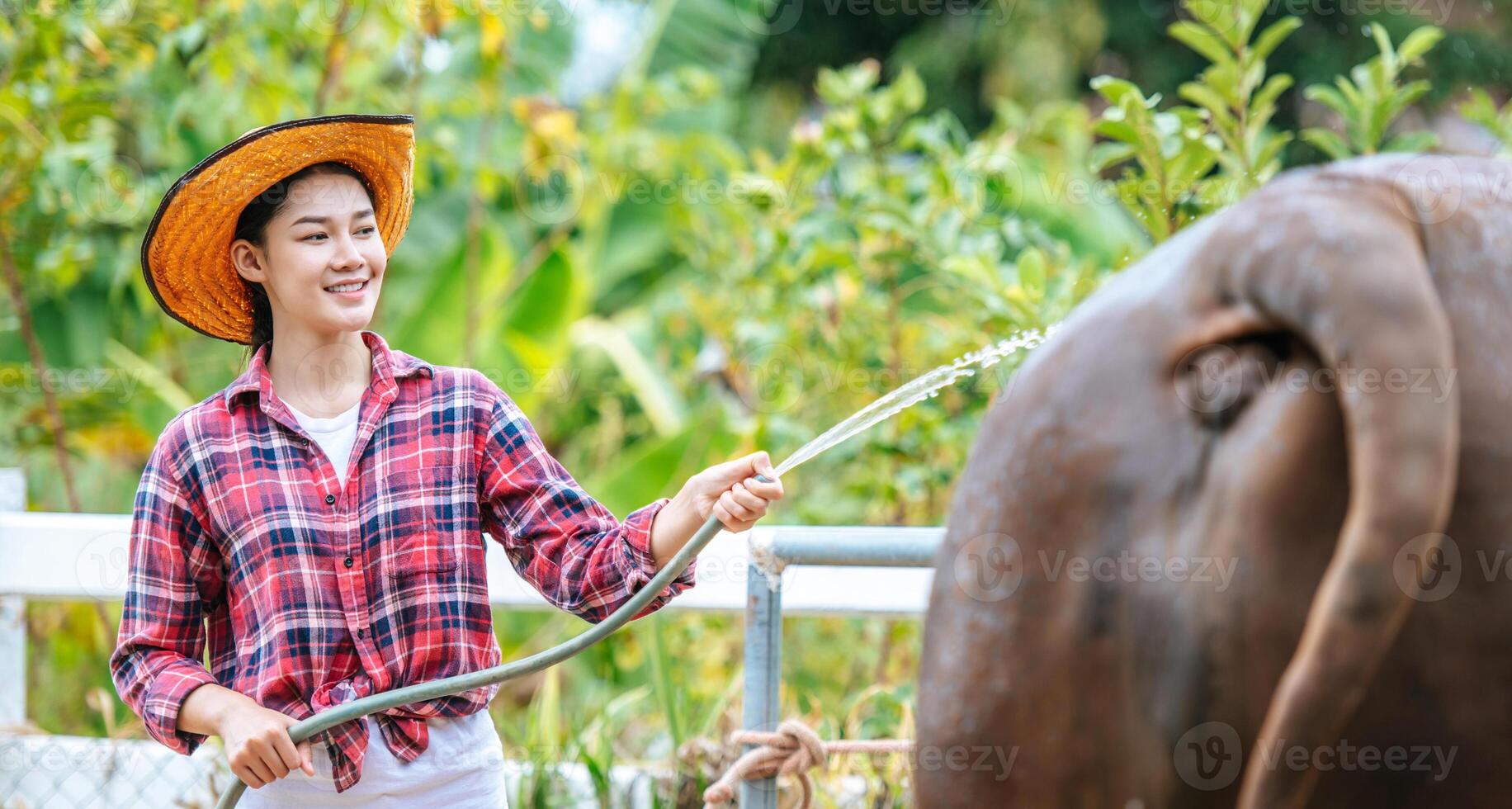 Portrait of Happy young Asian farmer woman wearing hat working to clean cow in farm. Agriculture industry, farming, people, technology and animal husbandry concept. photo