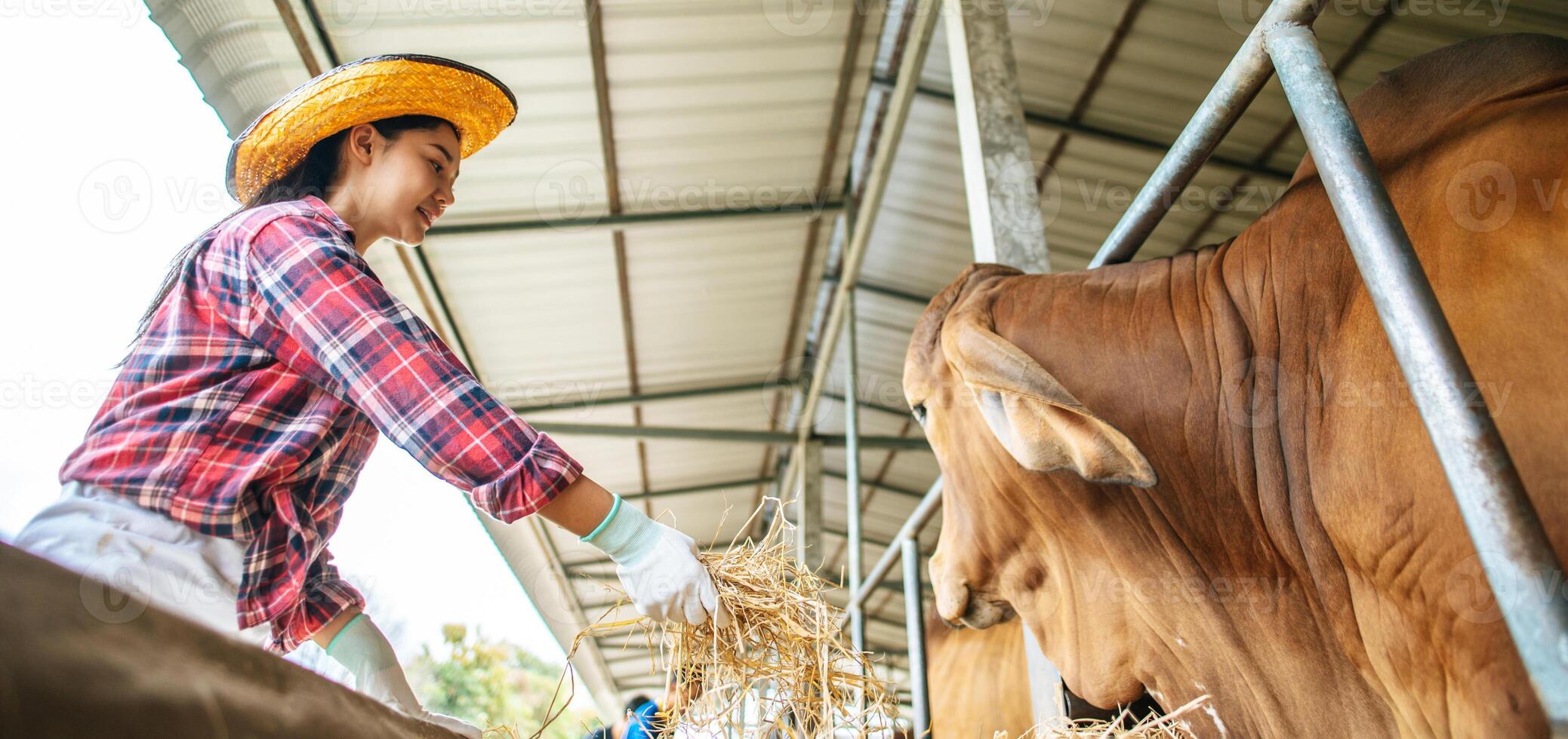 Portrait of Happy Asian farmer woman with bucket of hay feeding cows in cowshed on dairy farm. Agriculture industry, farming, people, technology and animal husbandry concept. photo