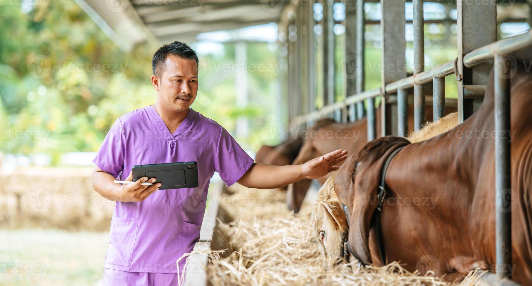 Asian young farmer man with tablet pc computer and cows in cowshed on dairy farm. Agriculture industry, farming, people, technology and animal husbandry concept. photo