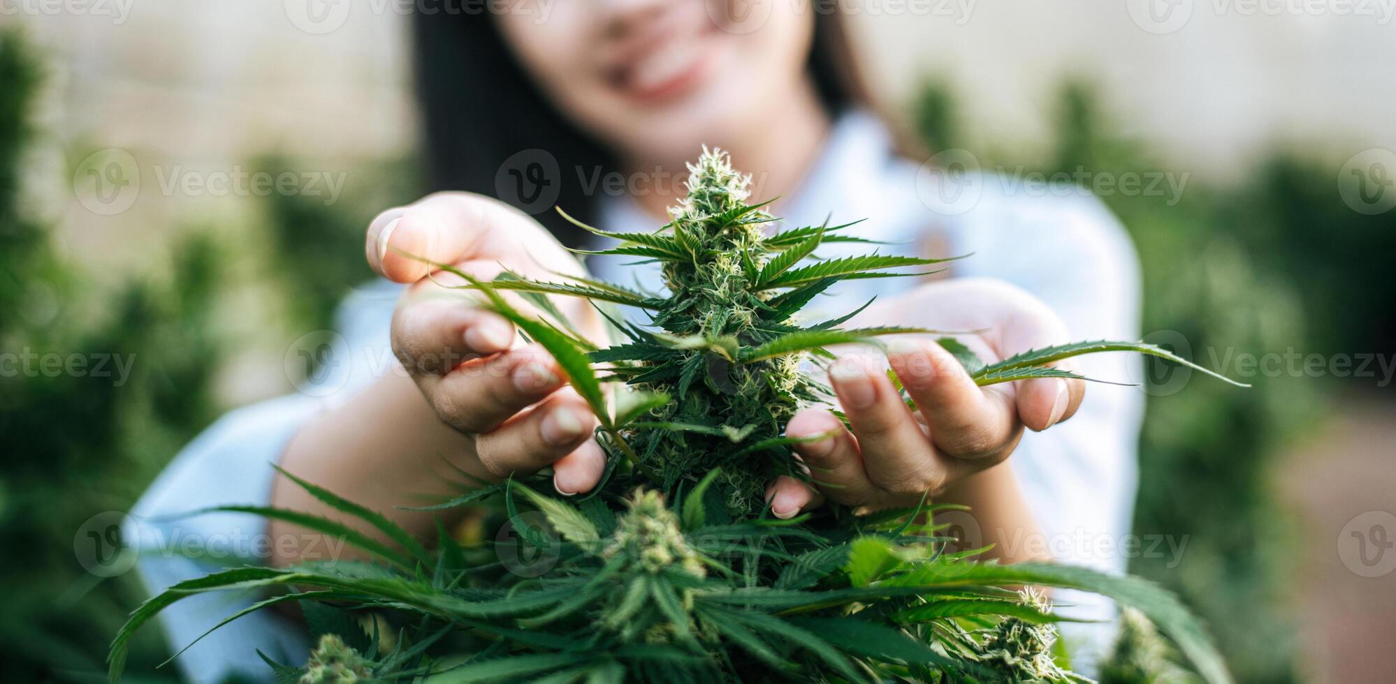 Close up hand of  Young woman in a hemp field checking plants and flowers, agriculture. Cannabis business and alternative medicine concept. photo