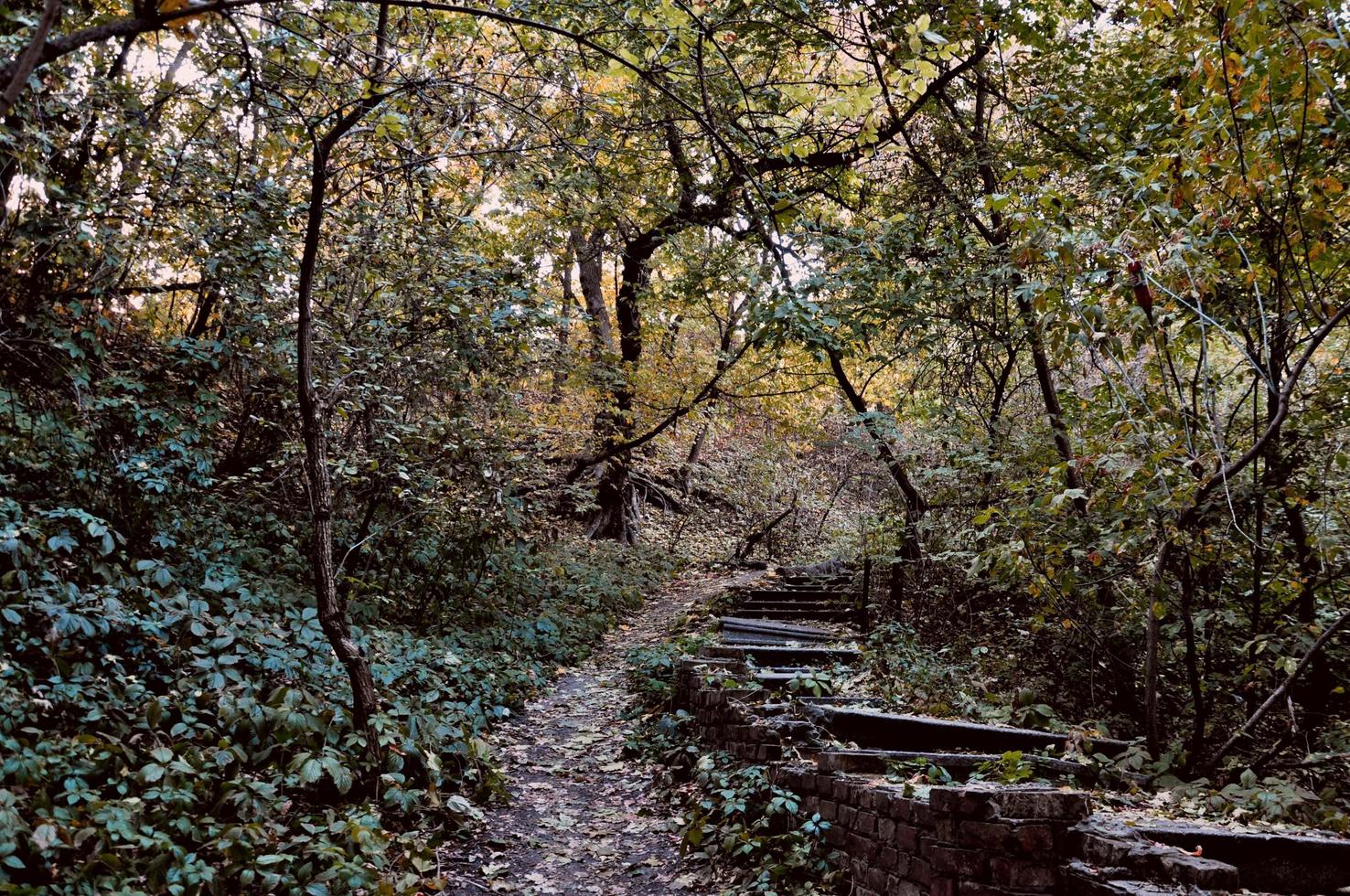 abandonado la carretera en el caduco bosque foto