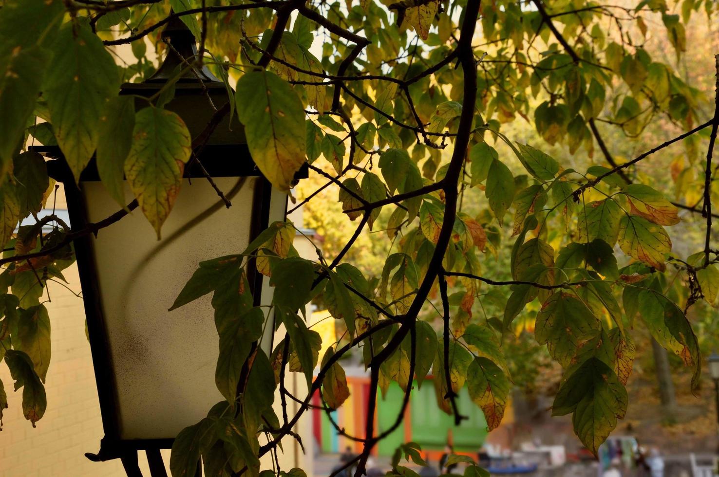 Lantern among the leaves in the park photo