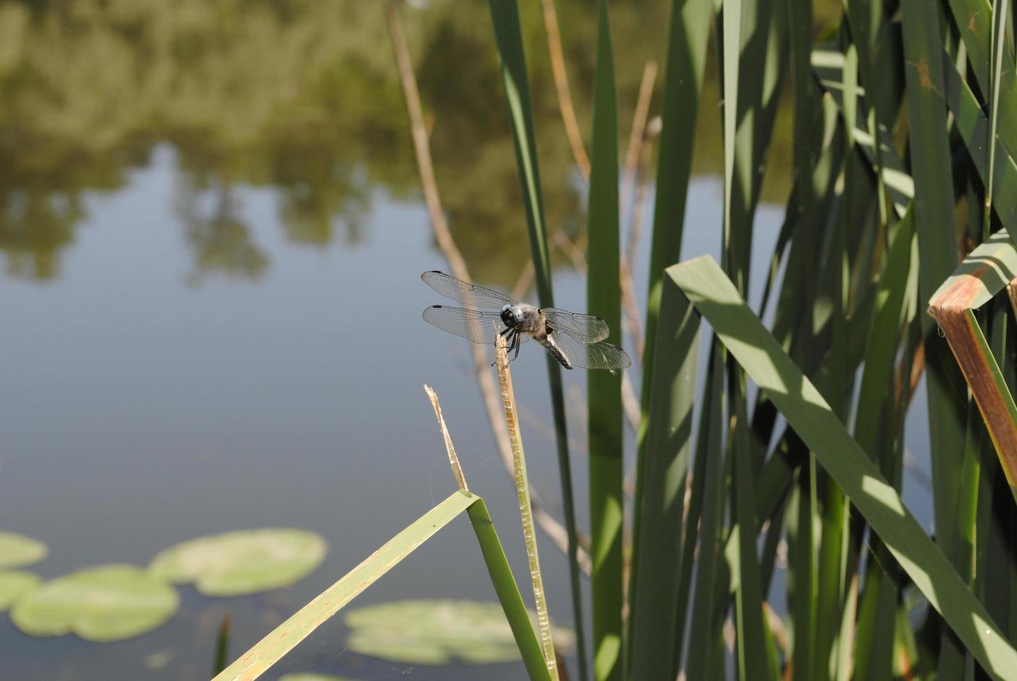 A large dragonfly flies and sits on the grass above the lake photo