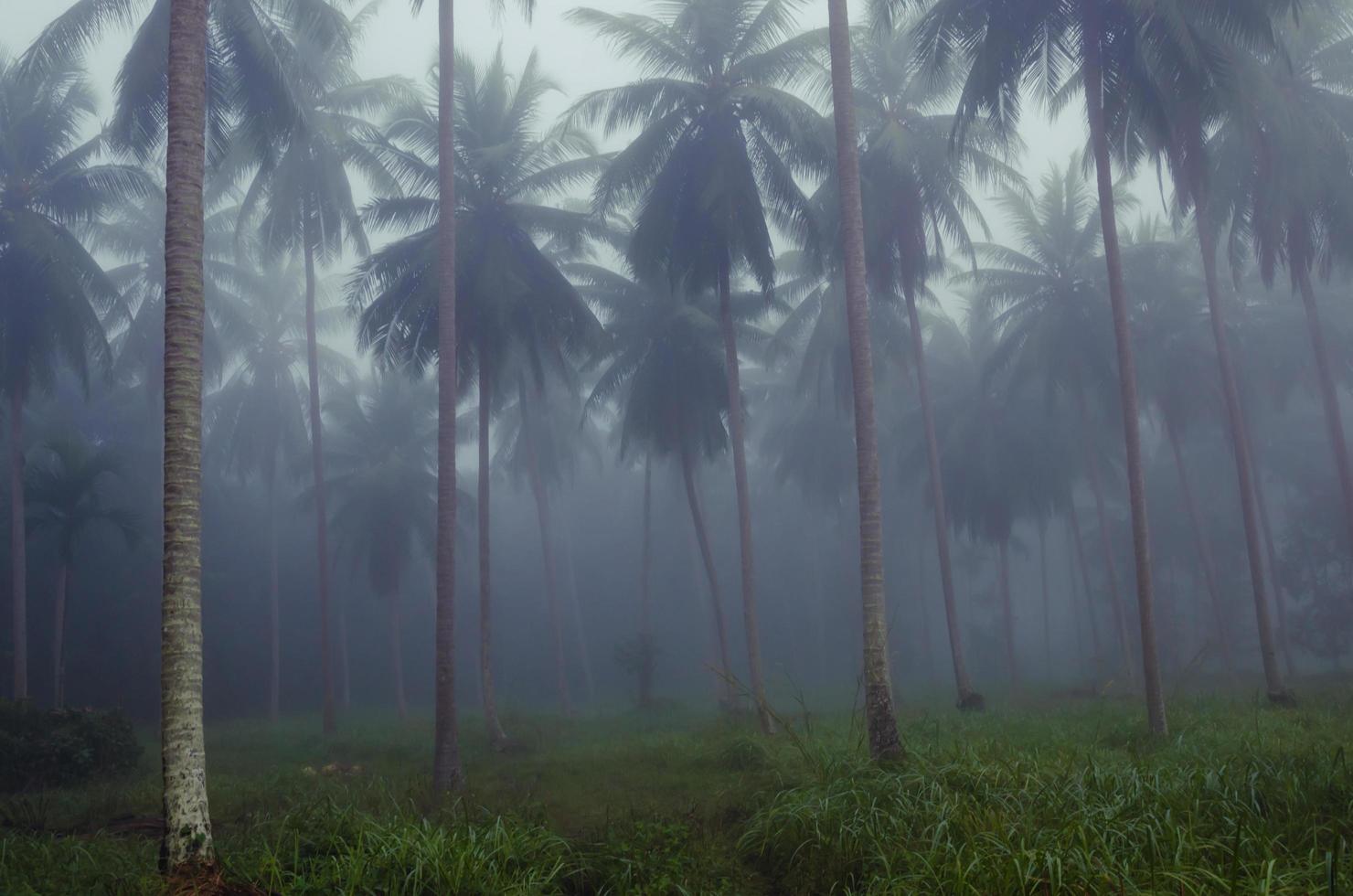 Coconut Trees in Fog of Morning photo