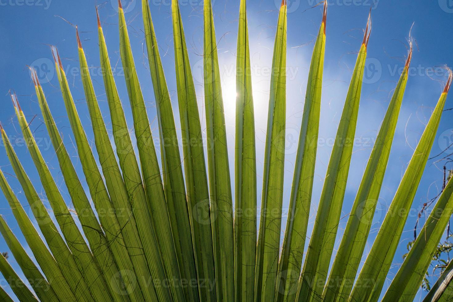 Palm leaves on the background of the blue sky. Tropical background. photo