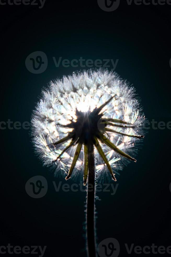 Dandelion flower on the black background. Close-up. photo