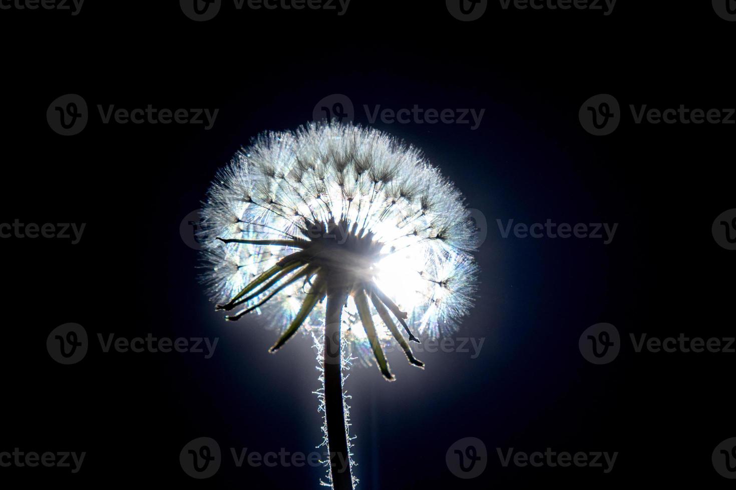 Dandelion flower on the black background. Close-up. photo