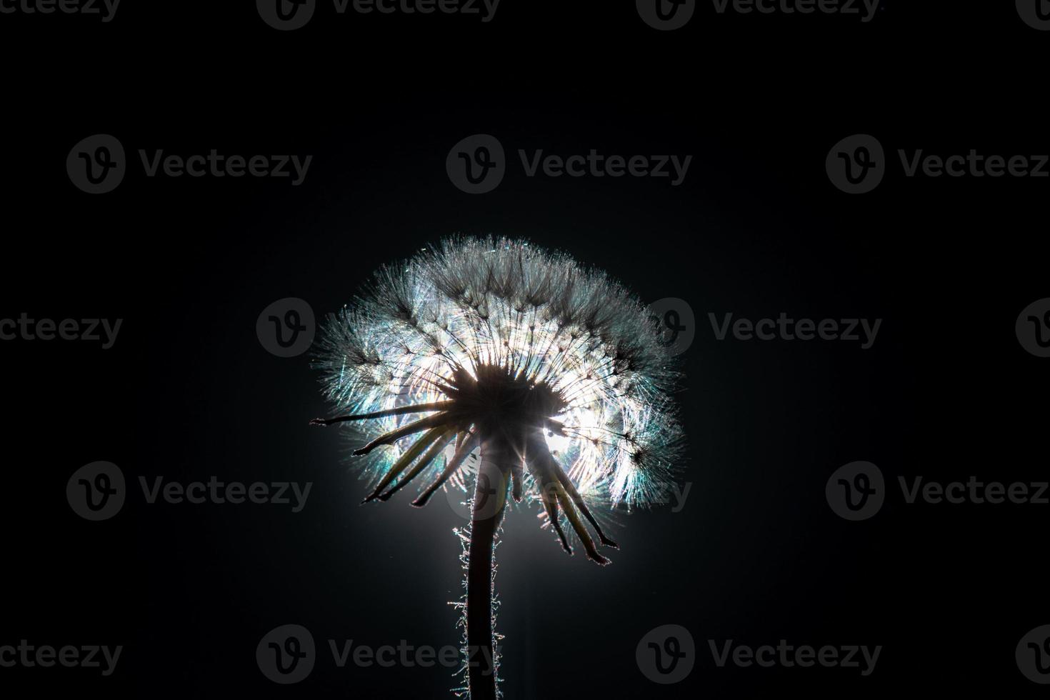 Dandelion flower on the black background. Close-up. photo