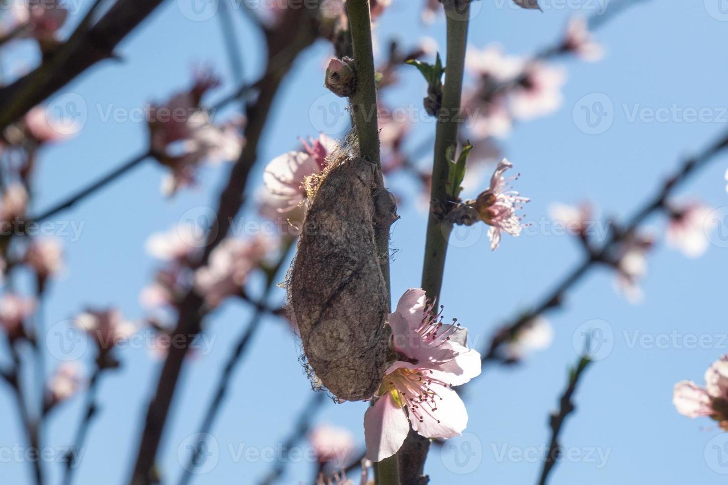 Butterfly on peach blossom in spring, close-up photo