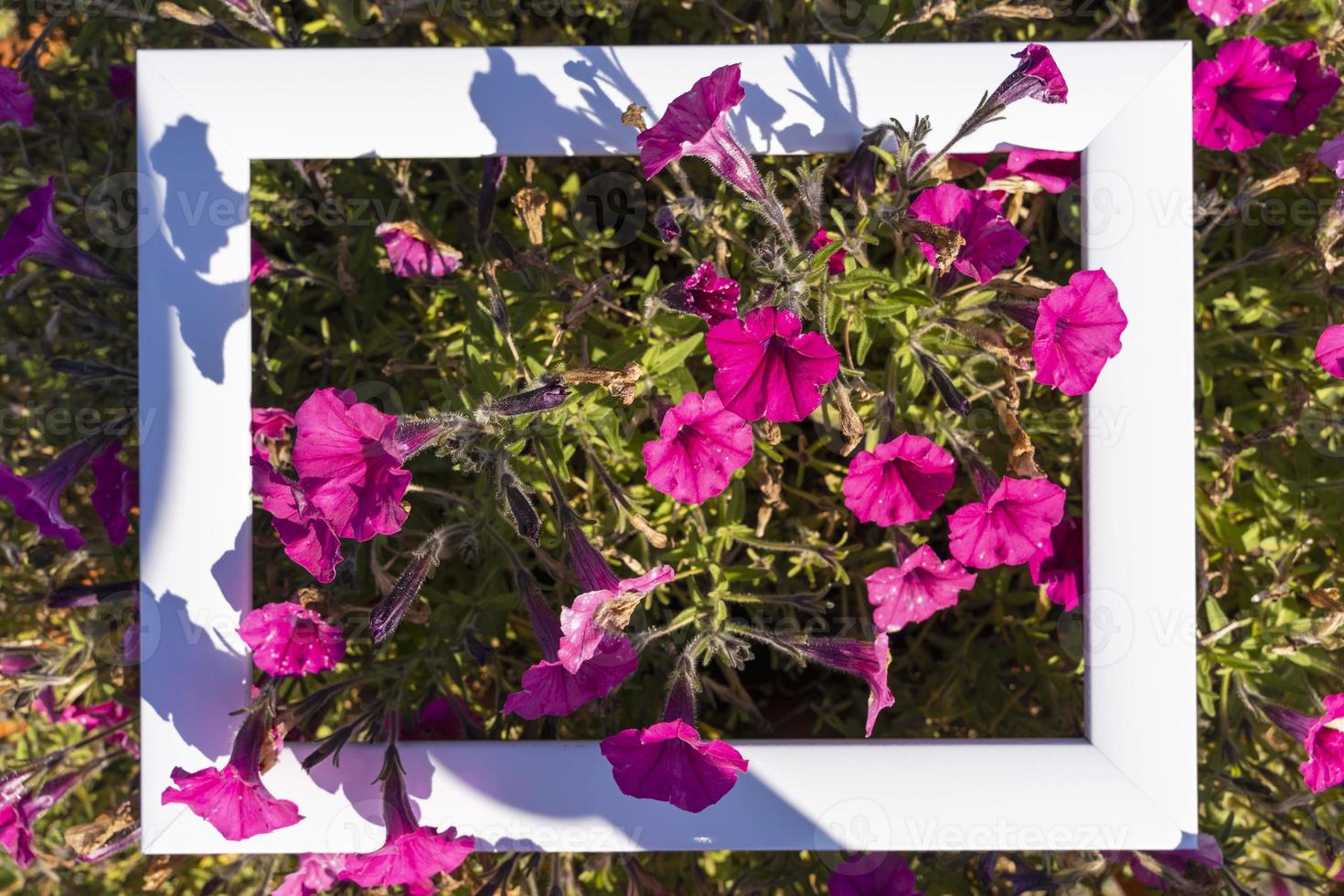 White empty frame on a background of greenery and pink flowers, holiday greeting, invitation photo