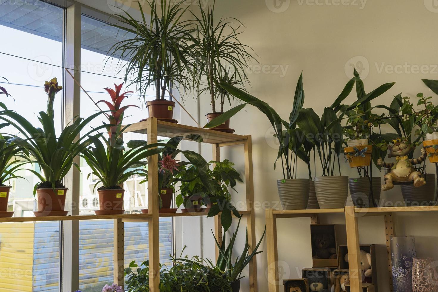 A showcase with indoor flowers in a flower shop, potted indoor flowers, Indoor plants photo