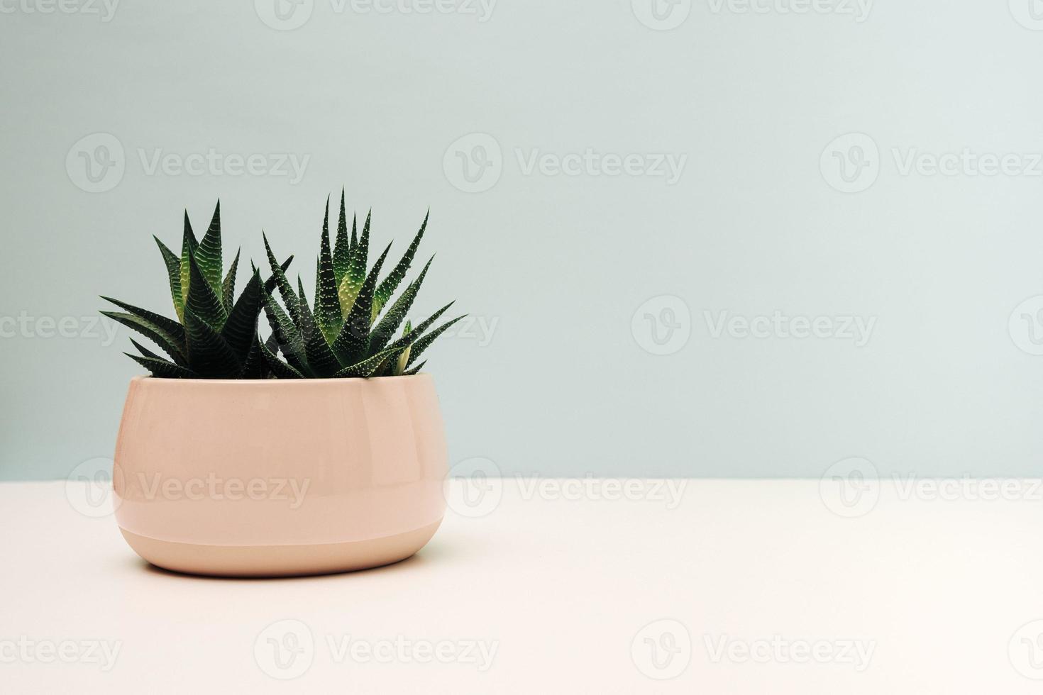 Haworthia in a pot, a pot with succulent plants haworthia on a table photo