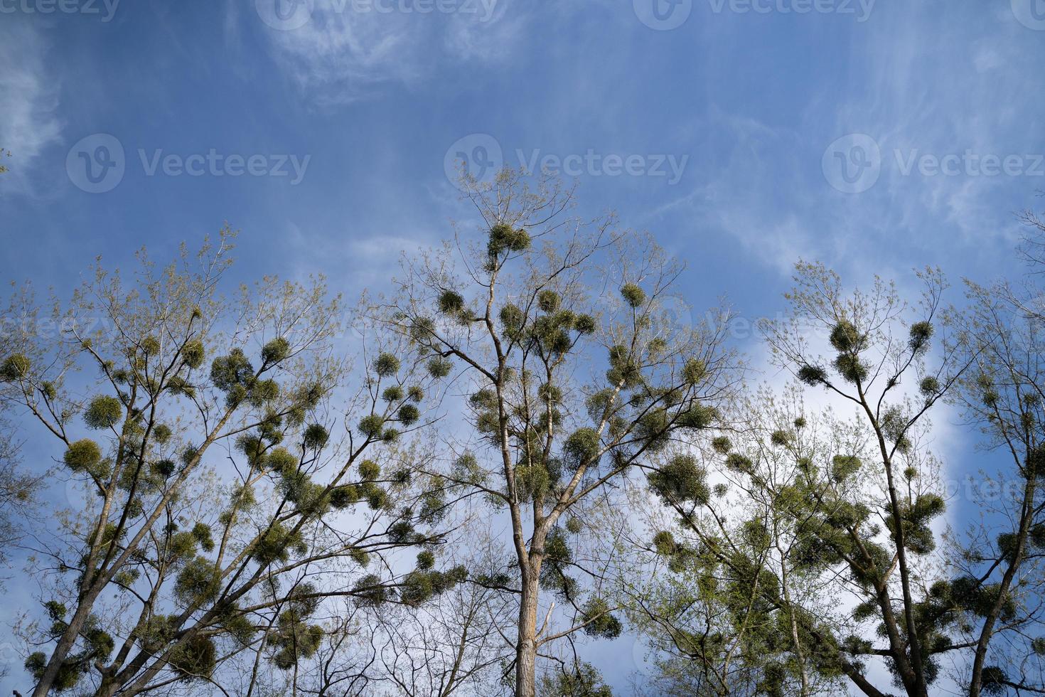 Trees with mistletoe photo
