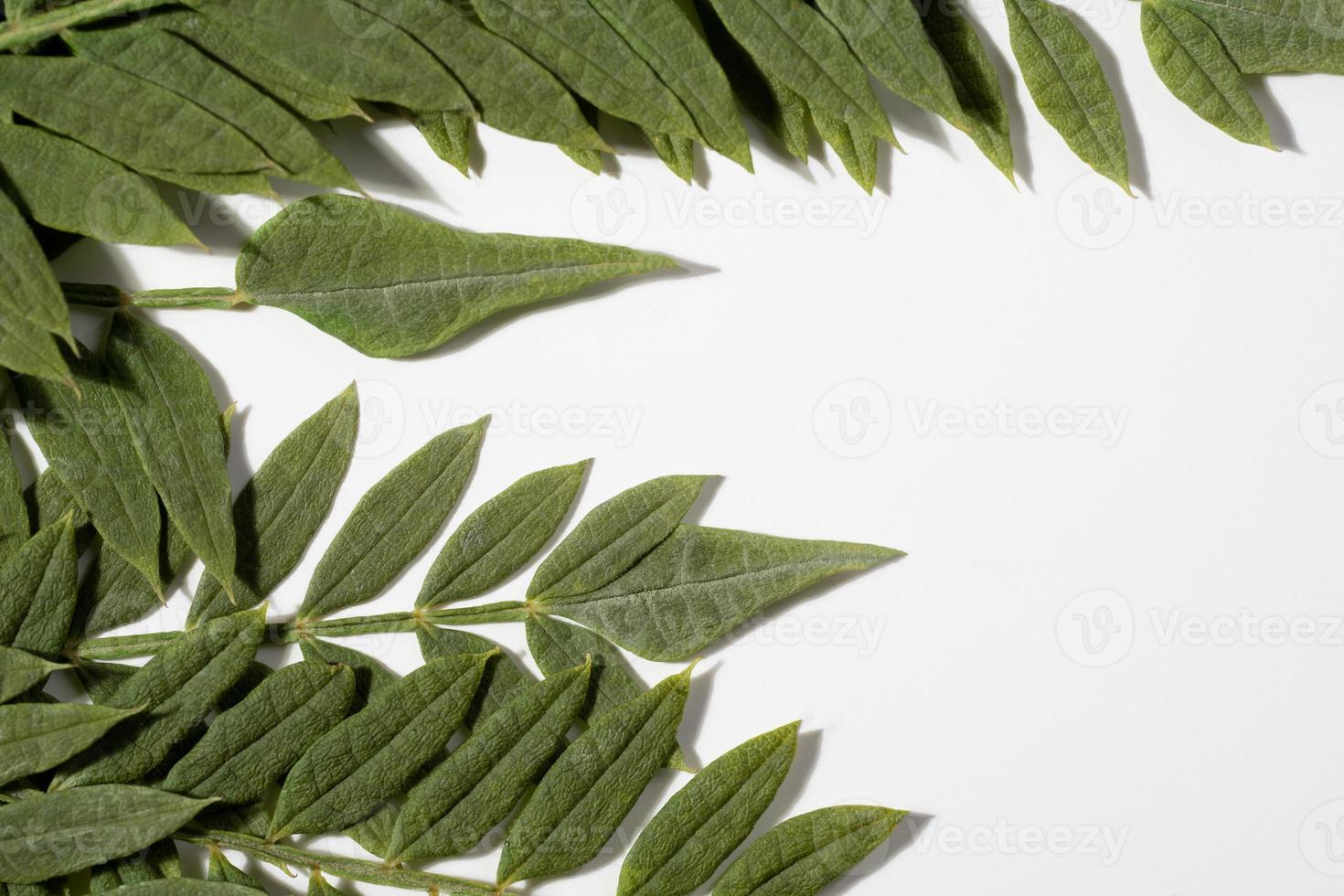 Jacaranda mimosifolia leaf on white background photo