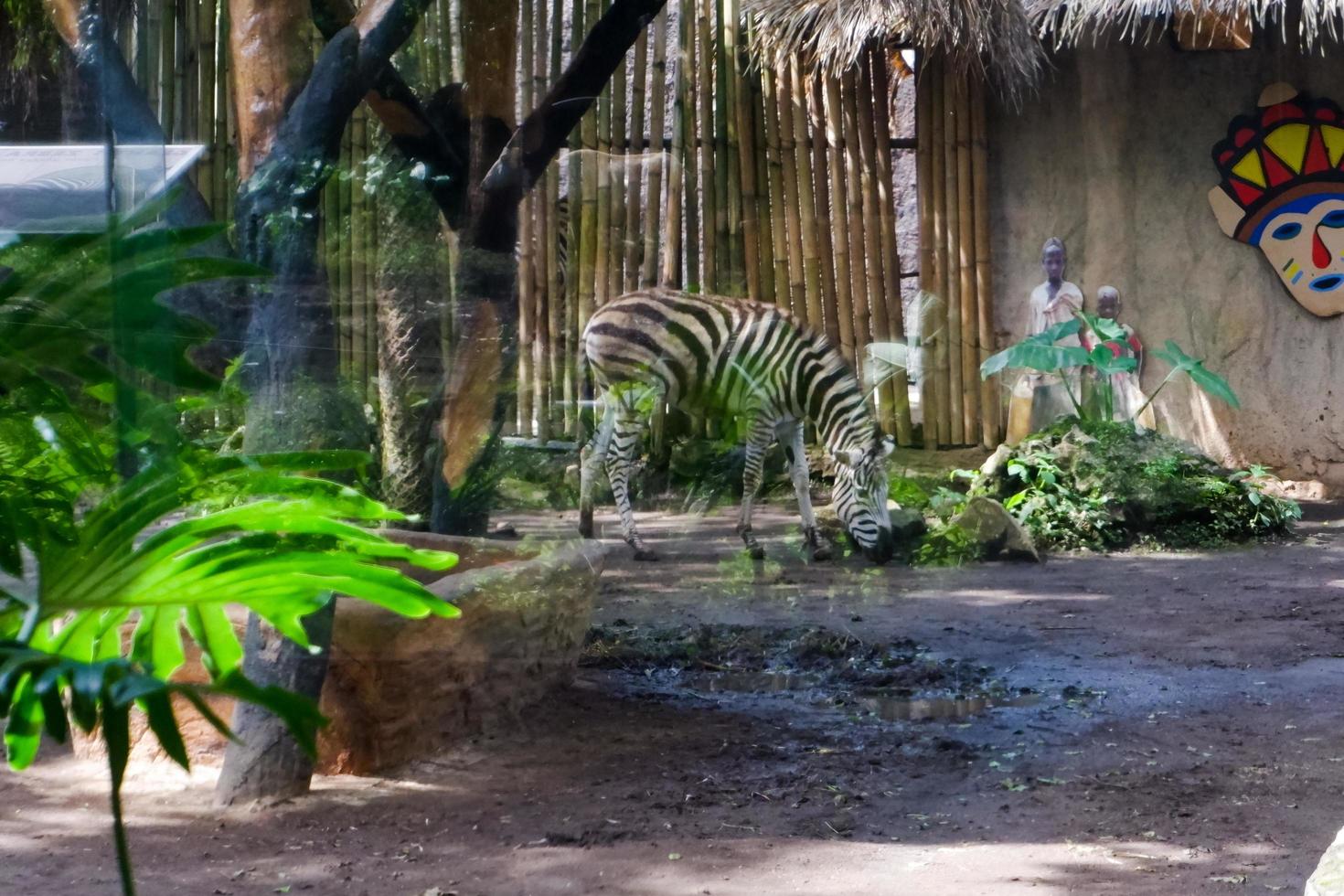 Selective focus of zebras who are relaxing in their cages. photo