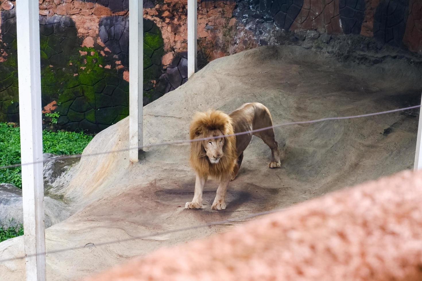 Selective focus of lions lying in their tree-lined cages. photo