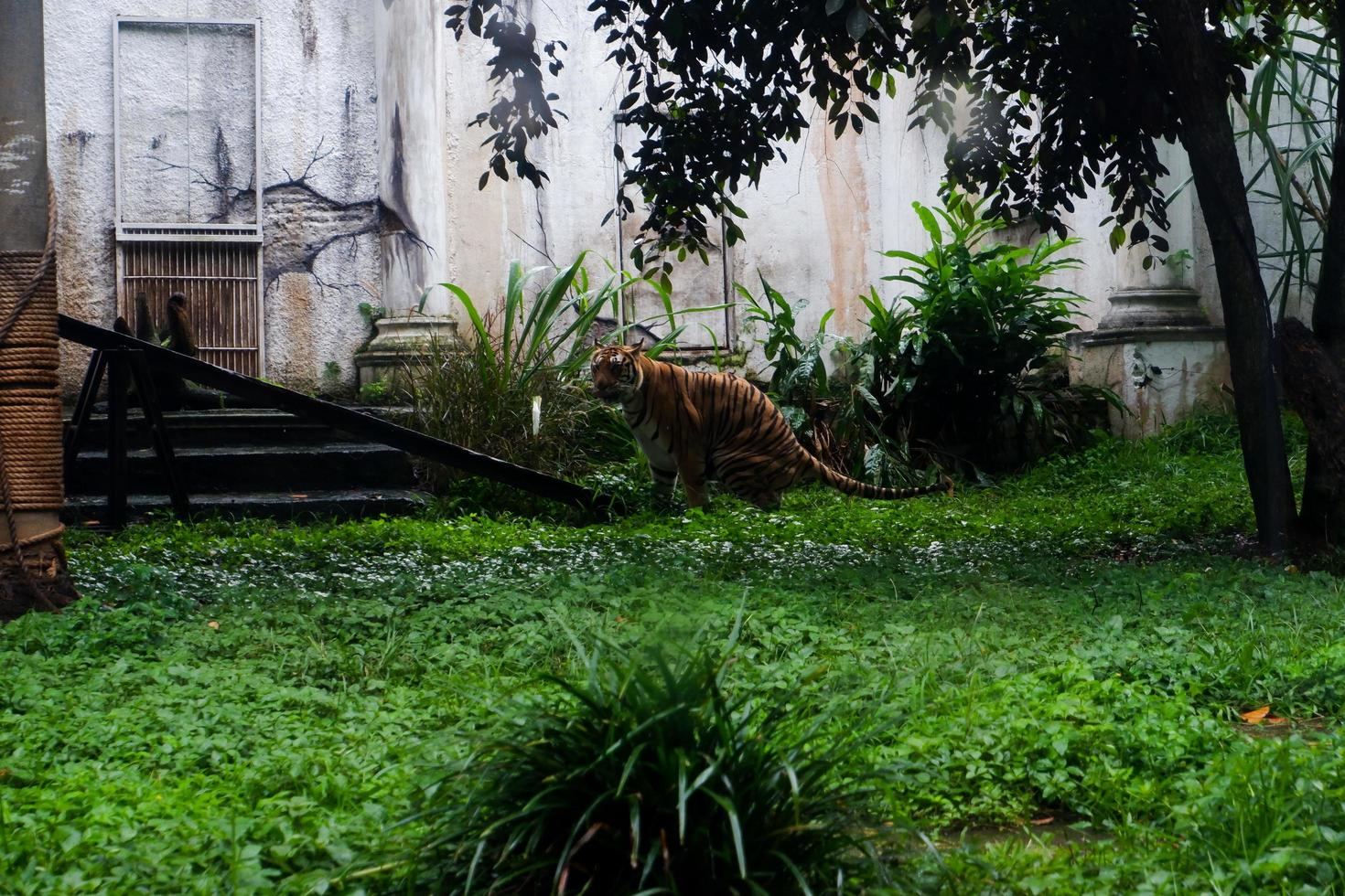 selectivo atención de siberiano tigres quien son caminando sin prisa en su jaulas foto