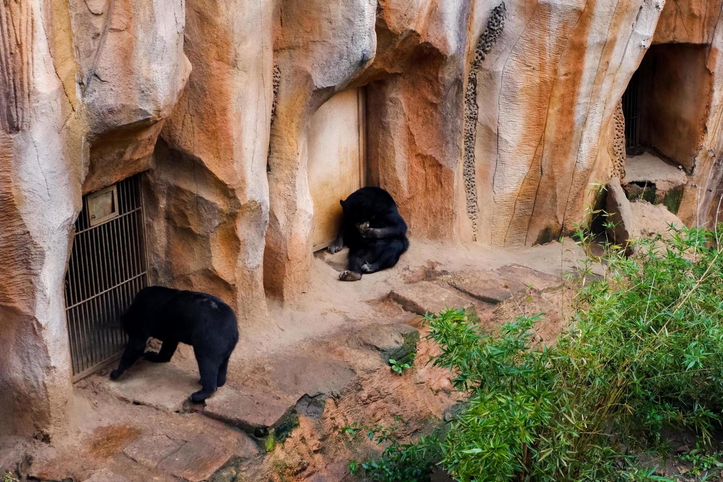 Selective focus of sun bears lying in their cages. photo