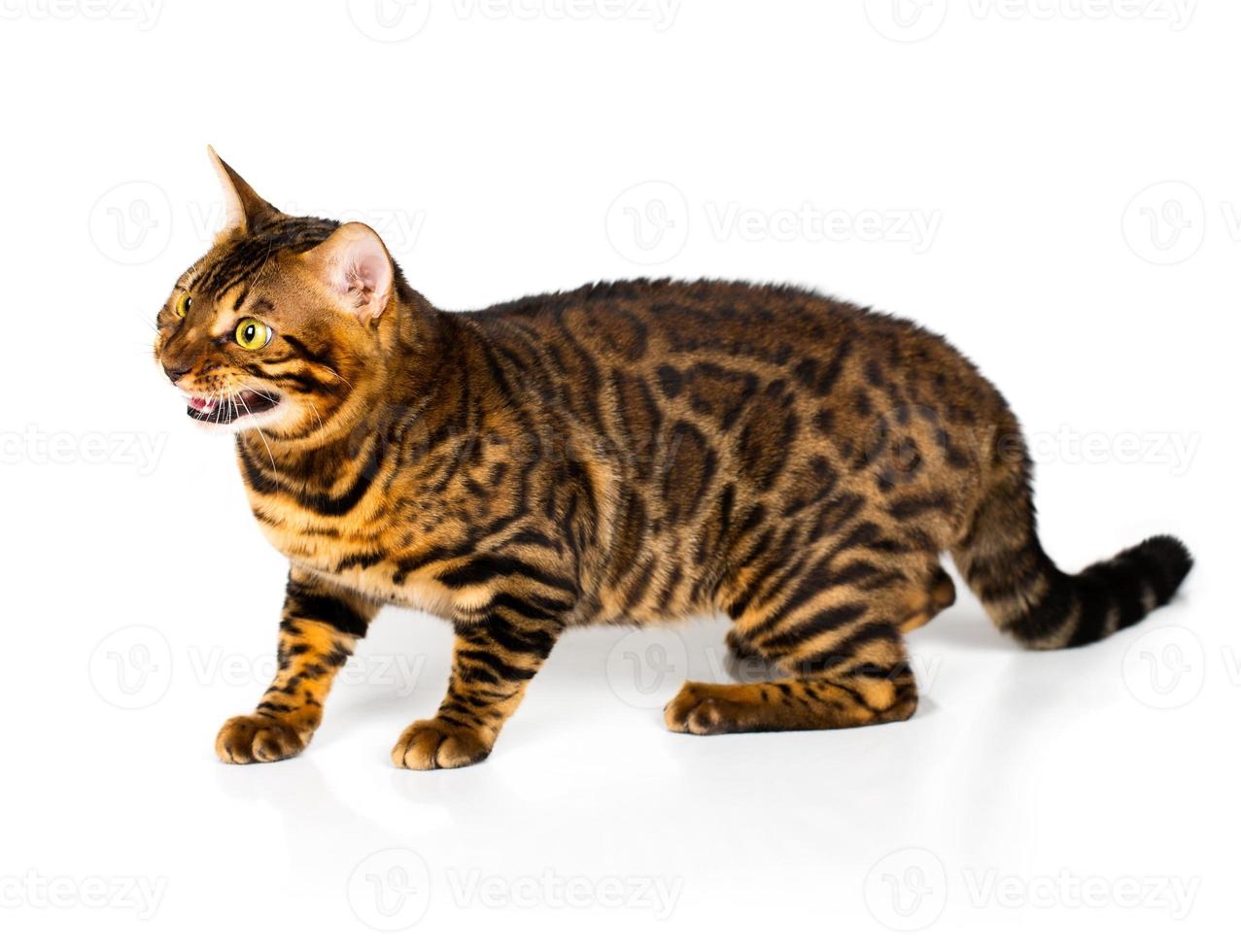 Bengal cat with reflection on white photo
