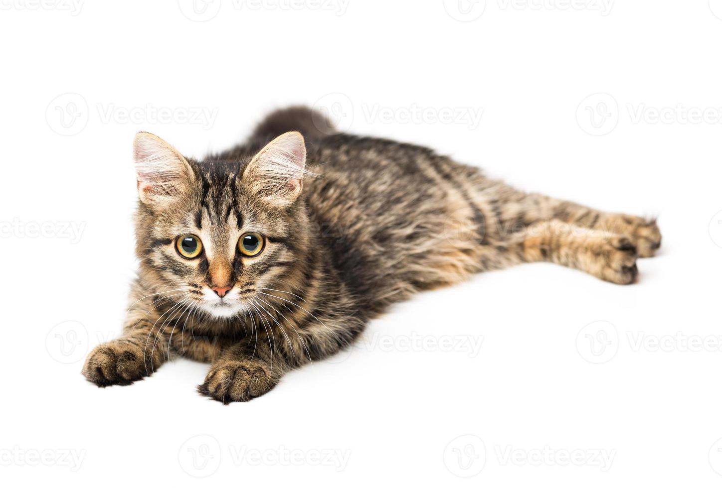 Cute kitten with isolated on white photo