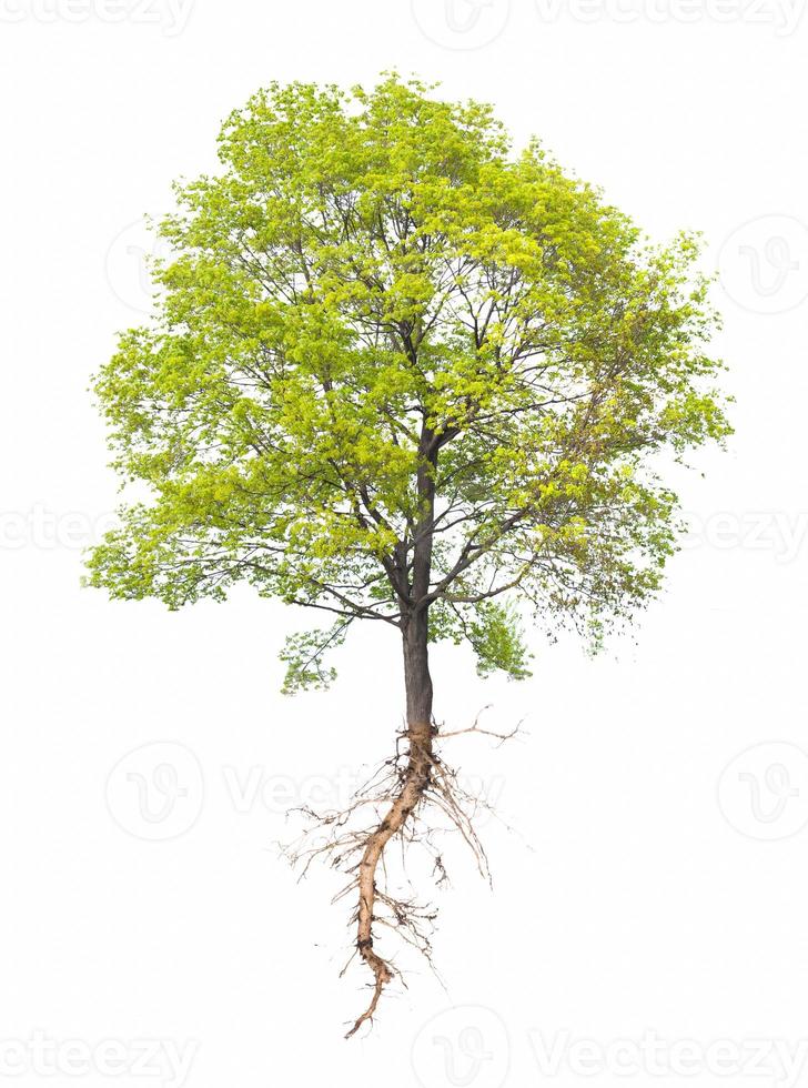 Tree with a root on a white photo