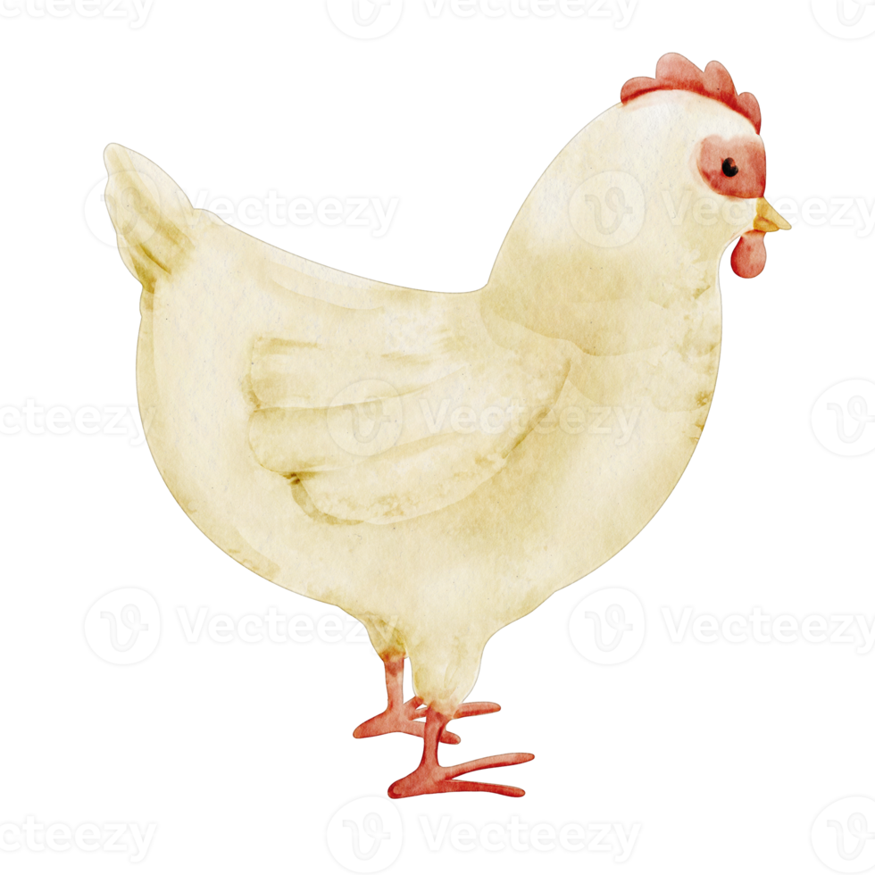 clipart de gallina acuarela png