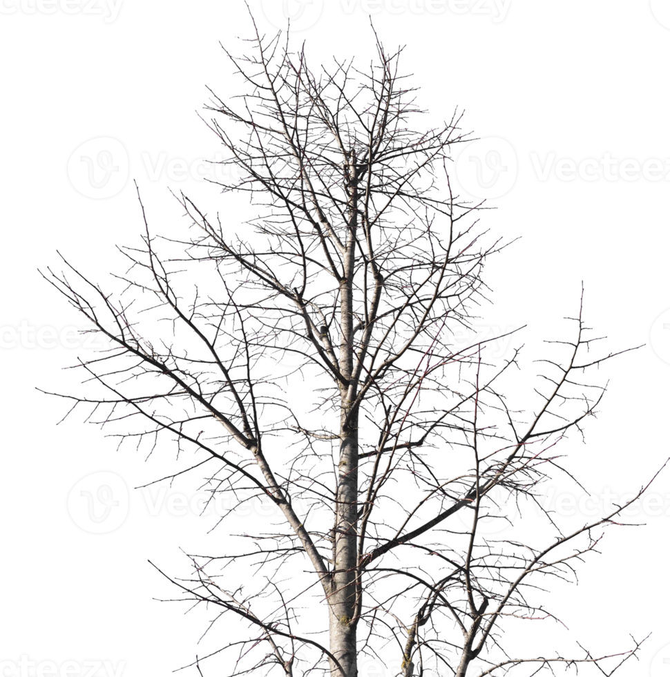 winter tree trunk transparent PNG