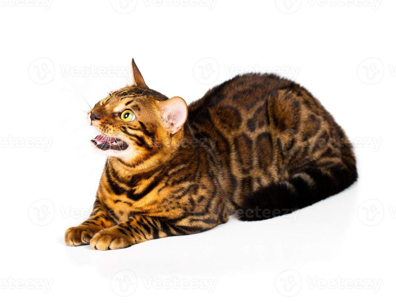 Bengal cat on white background photo