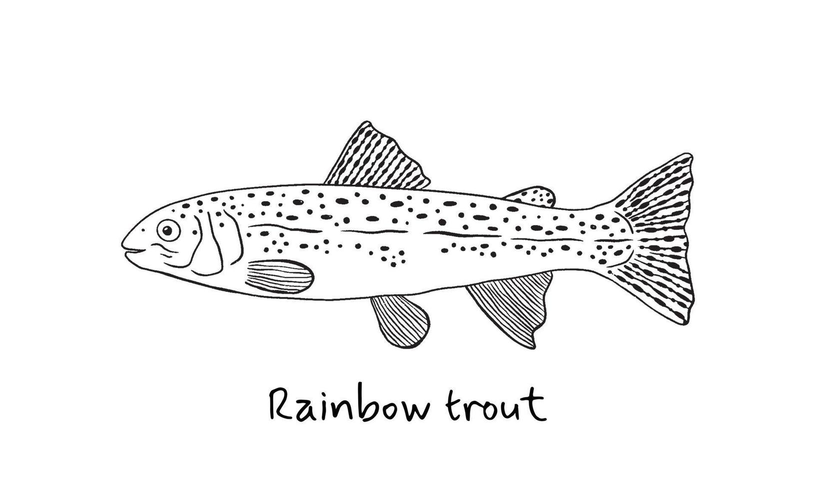 Hand drawn rainbow trout fish in sketch style. Simple vector isolated illustration on white background