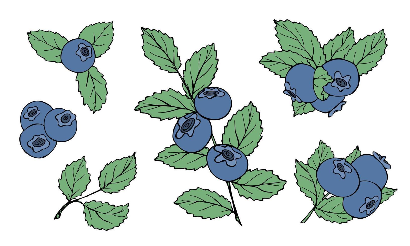 Vector set of blueberry clipart. Hand drawn berry icon. Fruit illustration. For print, web, design, decor, logo.