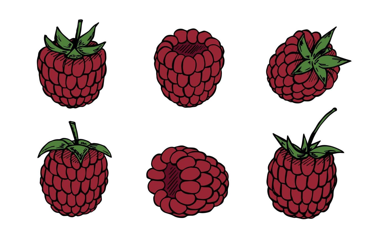 conjunto vectorial de imágenes prediseñadas de frambuesa. icono de baya dibujado a mano. ilustración de frutas para impresión, web, diseño, decoración, logotipo. vector