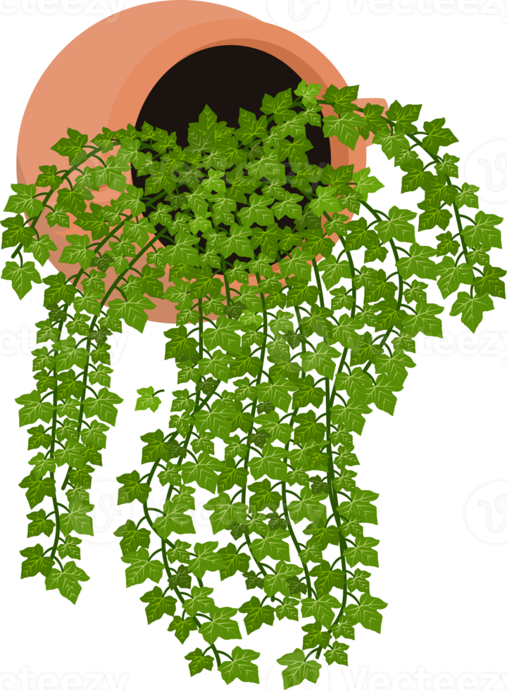 Ivy is an evergreen plant that grows up walls and the Ivy plant in the pot usually is ornamented in the garden. png