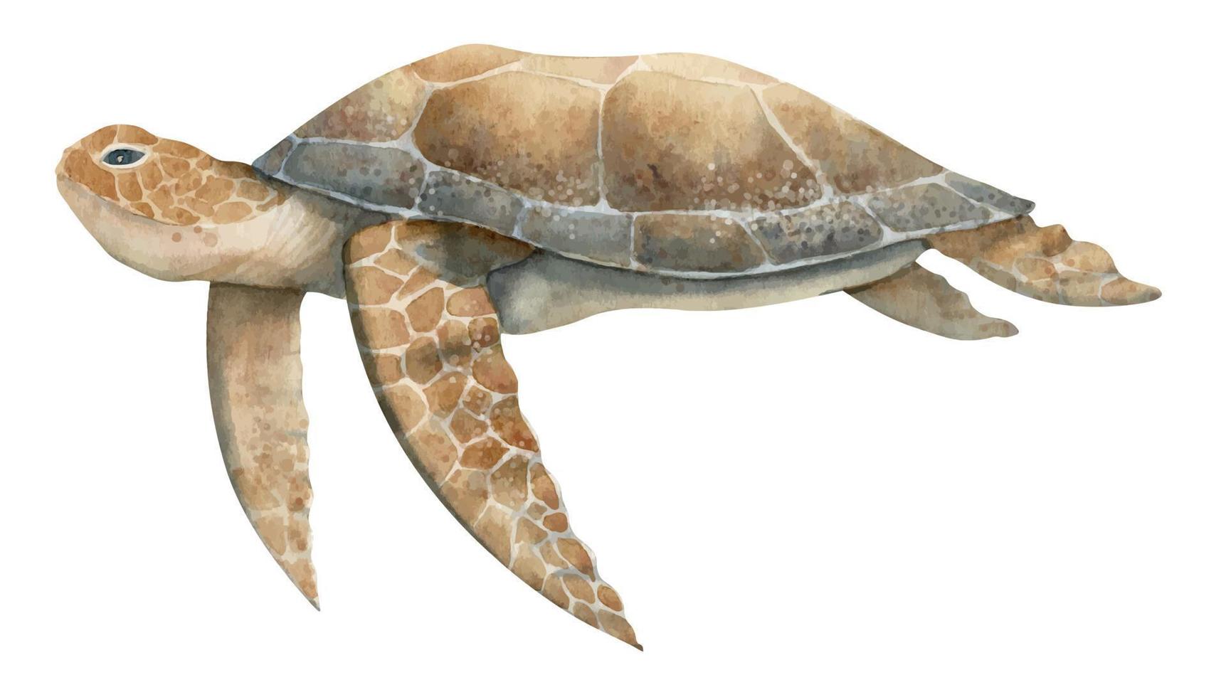 acuarela mano dibujado mar Tortuga en aislado antecedentes en beige y marrón colores.er. vistoso dibujo de salvaje submarino animal. bosquejo de nadando marina tortuga para póster. tropical reptil vector