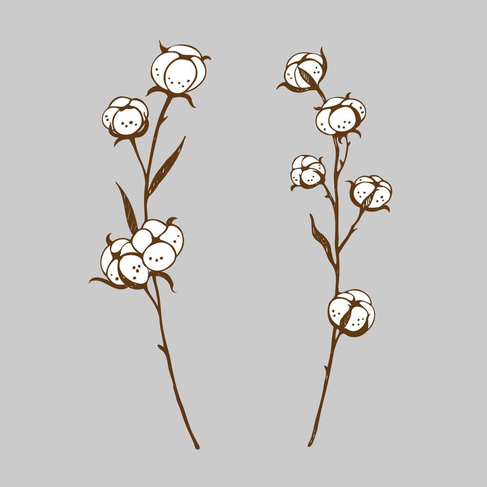 Cotton branches plants with elegant leaves. Botanical illustration of cotton flowers. Hand-drawn set with flowers. Design element. Vector