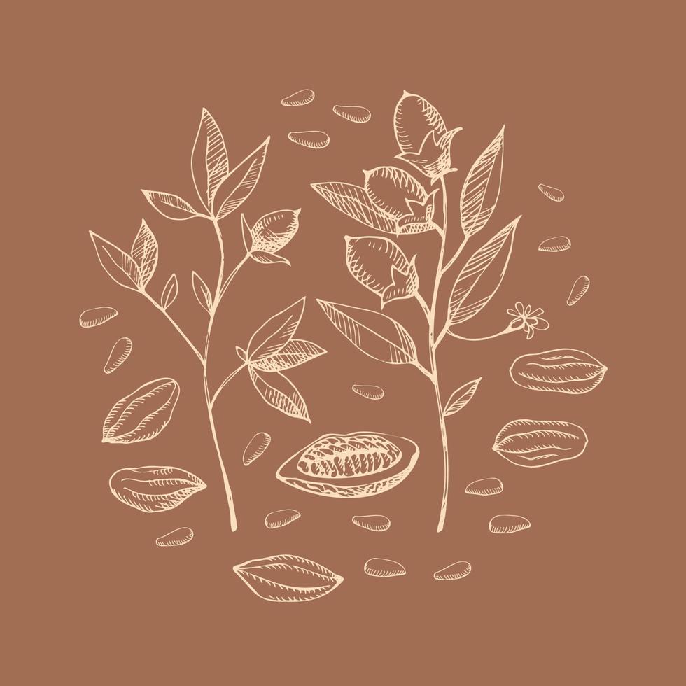 Cocoa set. Hand drawn cocoa bean vector, sketch of leaves and cocoa tree.Parts of plants. Organic product.Design element. Doodle for cafe, shop, menu, cosmetics. For label, logo, emblem, symbol vector