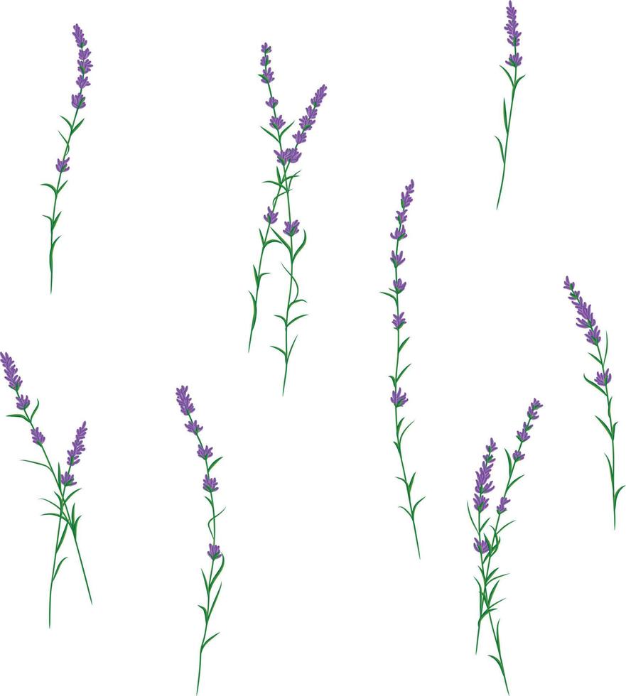 Various lavender brunches in blossom on the white background vector
