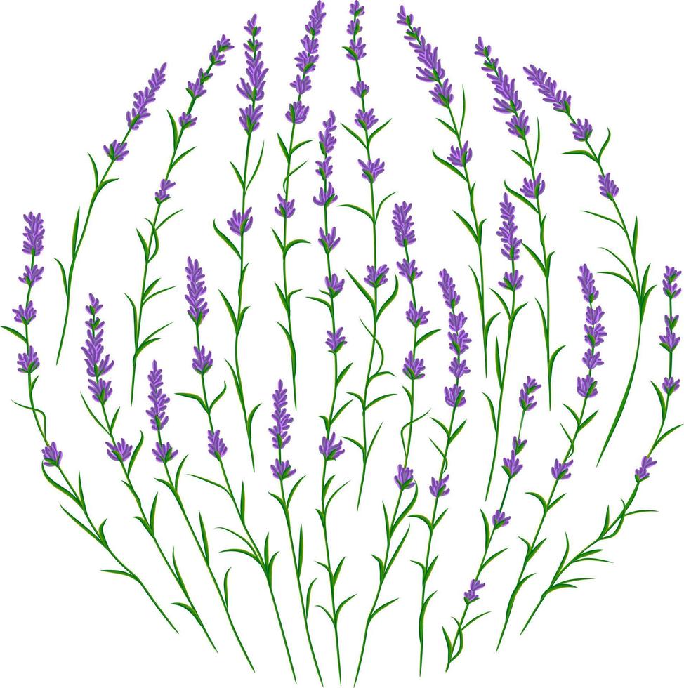 Lavender flower branches in circle shape. Postcard layout mockup vector