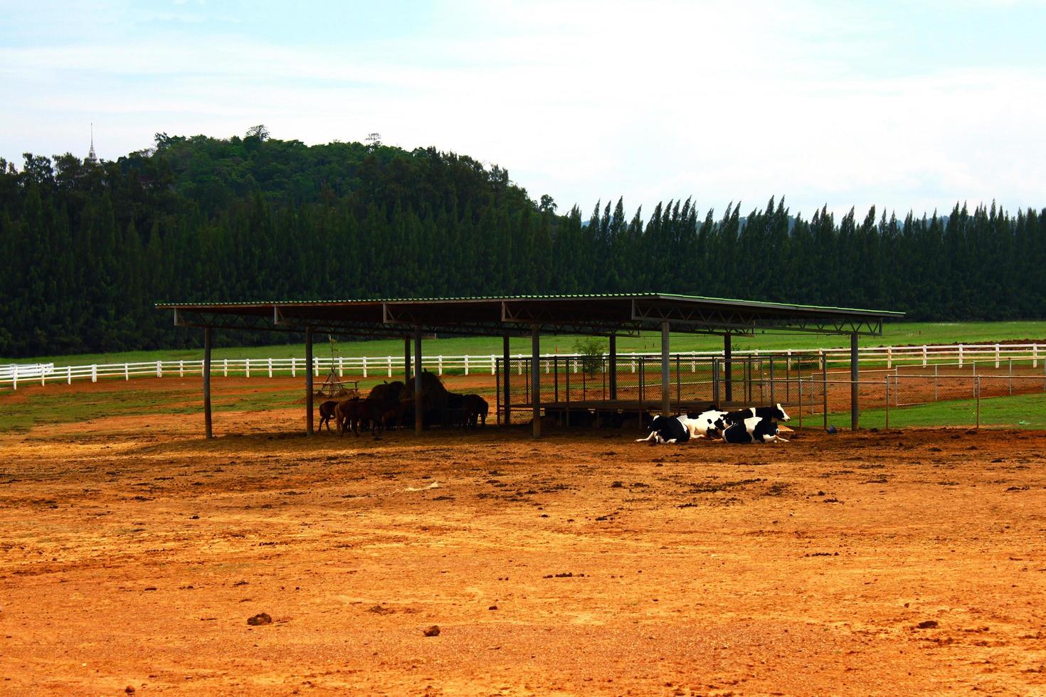 muchos negro y blanco vacas acostado en un granja con verde pino y césped campo antecedentes. fauna silvestre de animal y agricultura foto