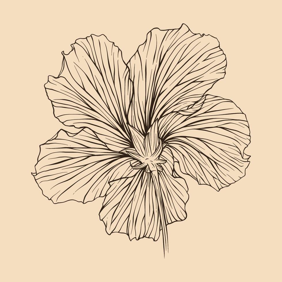 Hibiscus flower vector illustration with line art