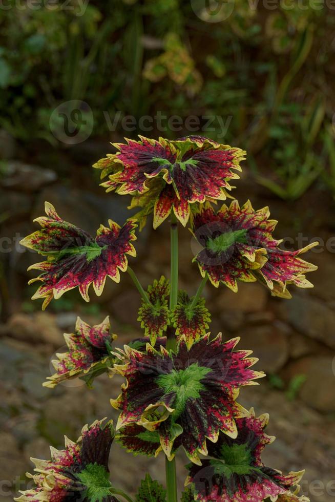 The miana plant is Coleus scutellarioides. Also known as the iler plant, miana is much-loved because the gradations of the patterns on the leaves are so beautiful photo