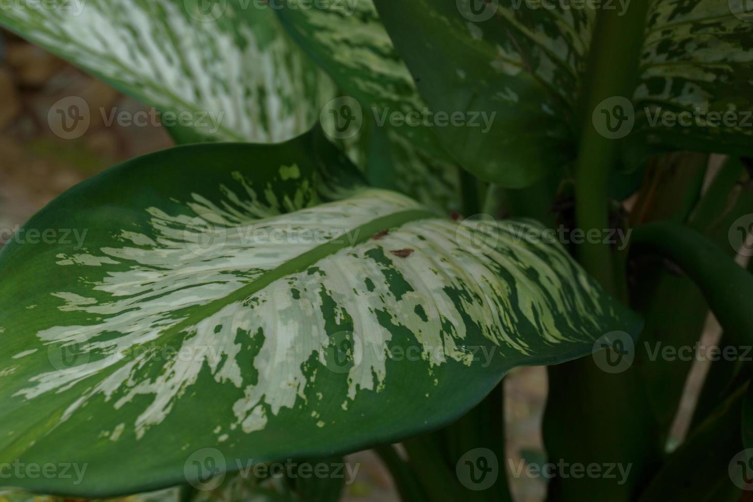 Dieffenbachia, its beauty comes from the shape of the crown and also the color of the leaves that vary photo