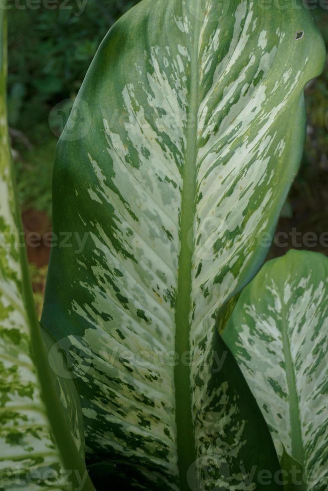 Dieffenbachia, its beauty comes from the shape of the crown and also the color of the leaves that vary photo