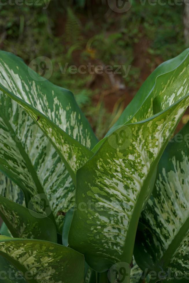Dieffenbachia, its beauty comes from the shape of the crown and also the color of the leaves that vary photo