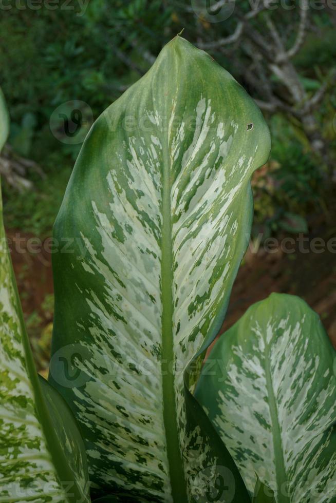 Dieffenbachia, its beauty comes from the shape of the crown and also the color of the leaves that vary photo