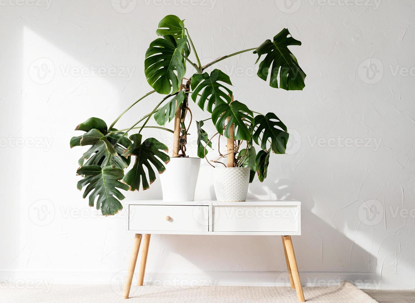 Green tropical monstera plants on toilet table in light and airy interior of room photo