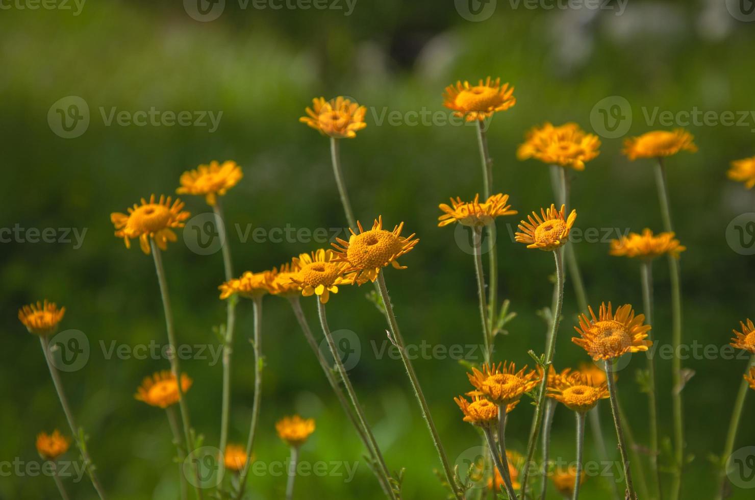 yellow flowers in the garden. design and decoration of the garden with blooming flowers photo